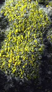 Attēlu rezultāti vaicājumam “Grimmia pulvinata sporophyte”