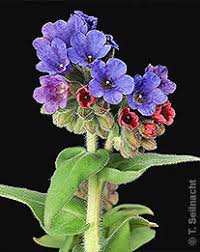 Image result for Lungenkraut