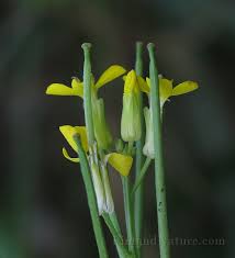 Attēlu rezultāti vaicājumam “Erysimum hieracifolium”
