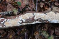 Attēlu rezultāti vaicājumam “Antrodia mellita”