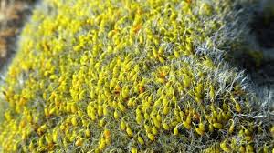 Attēlu rezultāti vaicājumam “Grimmia pulvinata sporophyte”