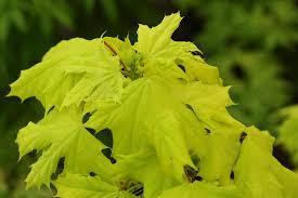 Attēlu rezultāti vaicājumam “Acer platanoides”