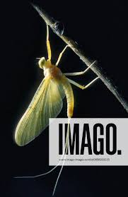 Attēlu rezultāti vaicājumam “Heptagenia sulphurea female”