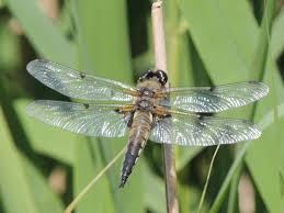 Attēlu rezultāti vaicājumam “Libellula quadrimaculata imago”