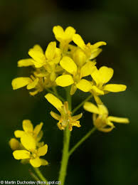 Attēlu rezultāti vaicājumam “Bunias orientalis flower”