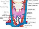 Thyroid, Parathyroid, Adrenal, Endocrine Surgery, Anatomy of the ...