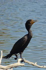 Image result for Phalacrocorax auritus