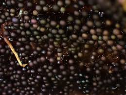 Attēlu rezultāti vaicājumam “Lamproderma nigrescens”