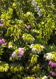 Attēlu rezultāti vaicājumam “Erica x darleyensis flower”