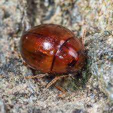 Attēlu rezultāti vaicājumam “Byrrhidae”