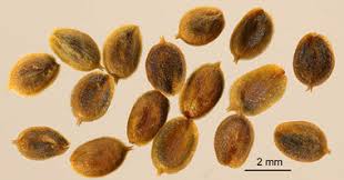 Attēlu rezultāti vaicājumam “Corispermum hyssopifolium fruit”