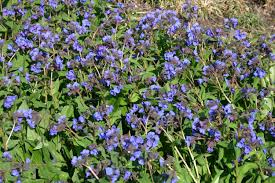 Image result for Lungenkraut