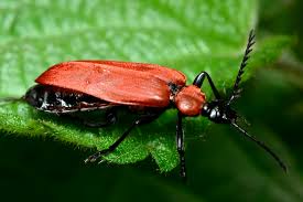 Attēlu rezultāti vaicājumam “Pyrochroa coccinea”