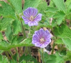 Attēlu rezultāti vaicājumam “Geranium bohemicum fruit”