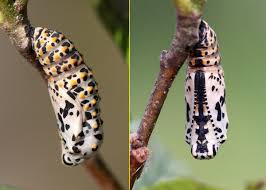 Attēlu rezultāti vaicājumam “Euphydryas maturna pupa”