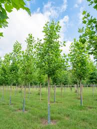 Attēlu rezultāti vaicājumam “Liriodendron tulipifera”