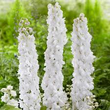 Attēlu rezultāti vaicājumam “Delphinium elatum”