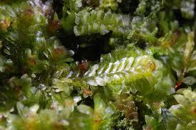 Attēlu rezultāti vaicājumam “Diplophyllum albicans”