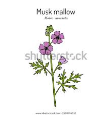 Attēlu rezultāti vaicājumam “Malva moschata leaf”