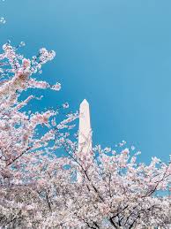Image result for "cherry blossom" washington