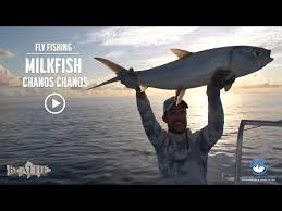 Image result for Chanos chanos