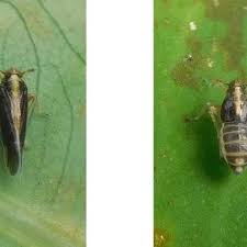 Attēlu rezultāti vaicājumam “Delphacidae”