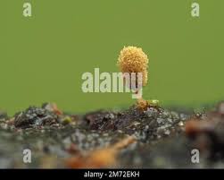 Attēlu rezultāti vaicājumam “Heterotrichia pomiformis (syn. Arcyria pomiformis) spores”
