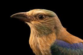 Attēlu rezultāti vaicājumam “Coracias garrulus”