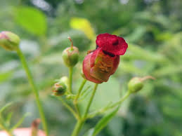Attēlu rezultāti vaicājumam “Scrophularia umbrosa flower”