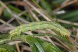 Attēlu rezultāti vaicājumam “Camptogramma bilineata”