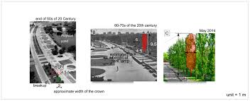 Attēlu rezultāti vaicājumam “Populus x petrowskyana”
