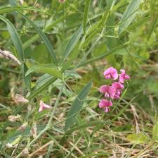 Attēlu rezultāti vaicājumam “Lathyrus sylvestris leaf”