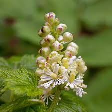 Image result for Christophskraut