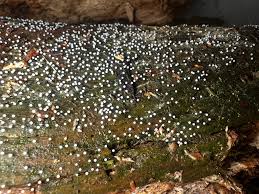 Attēlu rezultāti vaicājumam “Collaria arcyrionema”