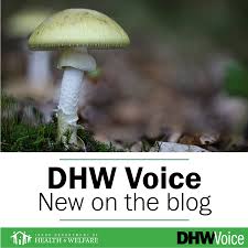 Attēlu rezultāti vaicājumam “Amanita phalloides”