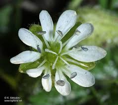 Attēlu rezultāti vaicājumam “Myosoton aquaticum”