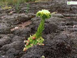 Attēlu rezultāti vaicājumam “Jovibarba globifera fruit”
