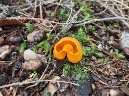 Attēlu rezultāti vaicājumam “Caloscypha fulgens”