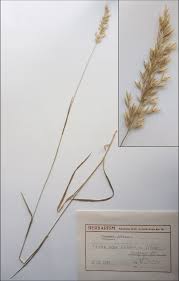 Attēlu rezultāti vaicājumam “Trisetum flavescens”