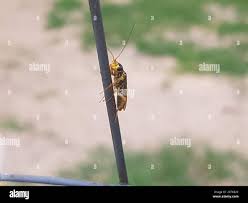 Attēlu rezultāti vaicājumam “Acantholyda posticalis”