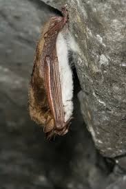 Attēlu rezultāti vaicājumam “Myotis dasycneme”