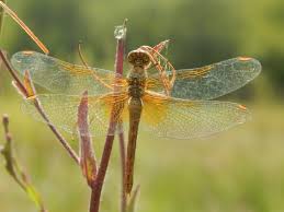 Attēlu rezultāti vaicājumam “Sympetrum flaveolum”
