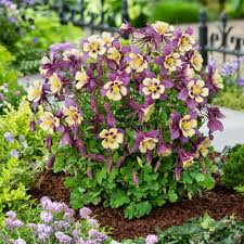 Image result for Aquilegia
