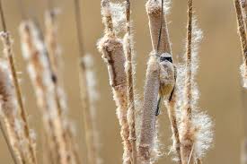 Attēlu rezultāti vaicājumam “Remiz pendulinus adult”