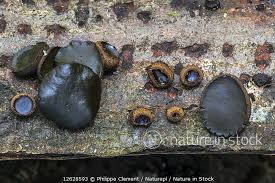 Attēlu rezultāti vaicājumam “Bulgaria inquinans”