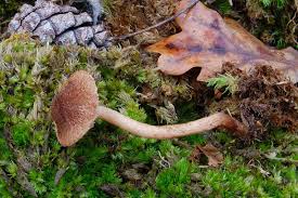 Attēlu rezultāti vaicājumam “Inocybe lanuginosa”