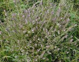 Attēlu rezultāti vaicājumam “Odontites vulgaris fruit”