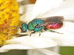 Attēlu rezultāti vaicājumam “Hedychrum sp.”