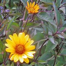 Image result for Heliopsis scabra