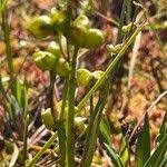 Attēlu rezultāti vaicājumam “Scheuchzeria palustris fruit”
